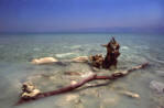 Dead Sea Photo